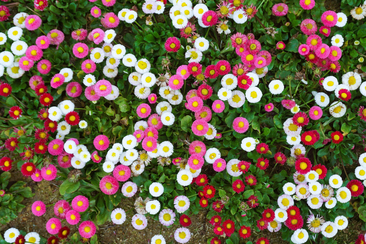 100 MIXED Colors ENGLISH DAISY Bellis Perennis Flower Seeds