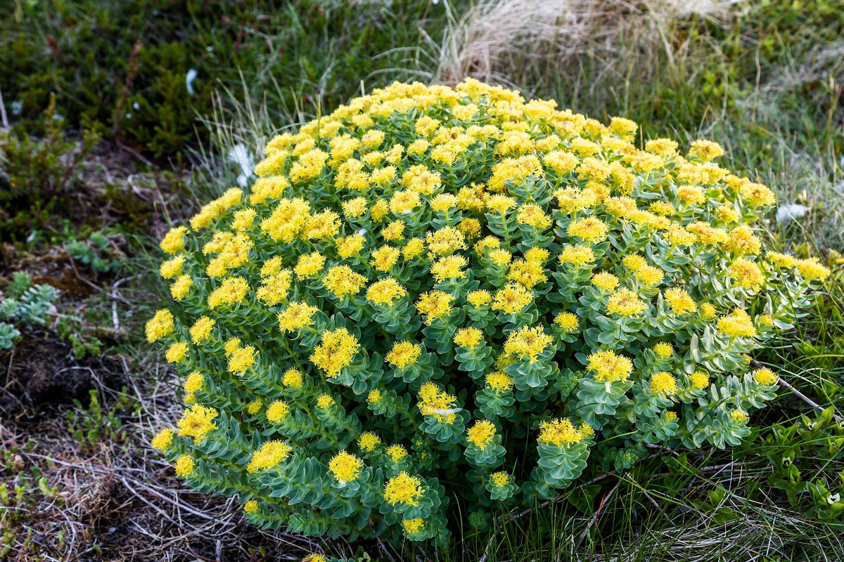 25 ROSEROOT STONECROP Golden Rose Root Sedum Rhodiola Rosea Yellow Succulent Flower Seeds