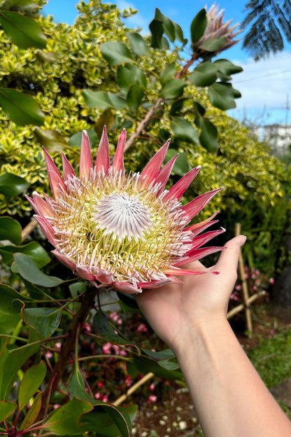 5 Giant KING PROTEA Cynaroides Sugarbush Rare 12" Flower Seeds