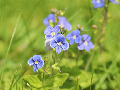 25 BLUE STREAK SPEEDWELL Veronica Gentianoides Flower Seeds