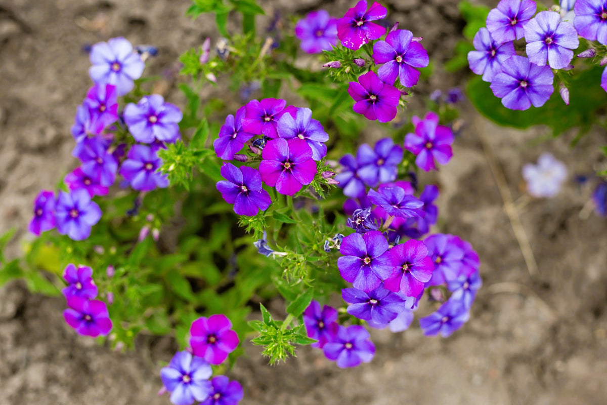 100 Mixed Colors DRUMMOND PHLOX MIX Pink, Red, White, Purple Phlox Drummondii Flower Seeds