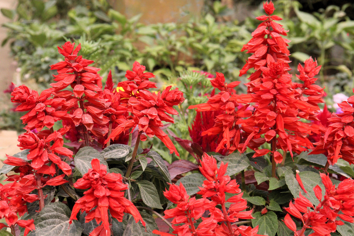 400 SCARLET SAGE (Lady-In-Red Salvia / Blood Sage / Red Texas Sage) Salvia Coccinea Flower Seeds