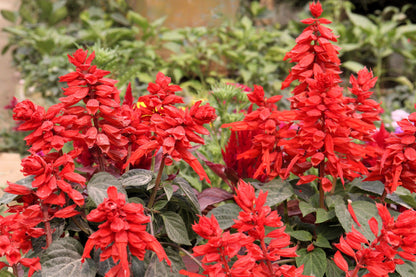 400 SCARLET SAGE (Lady-In-Red Salvia / Blood Sage / Red Texas Sage) Salvia Coccinea Flower Seeds