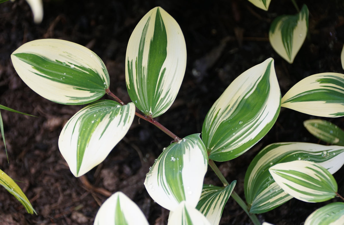 15 Variegated SOLOMONS SEAL Polygonatum Biflorum Canaliculatum Flower Seeds