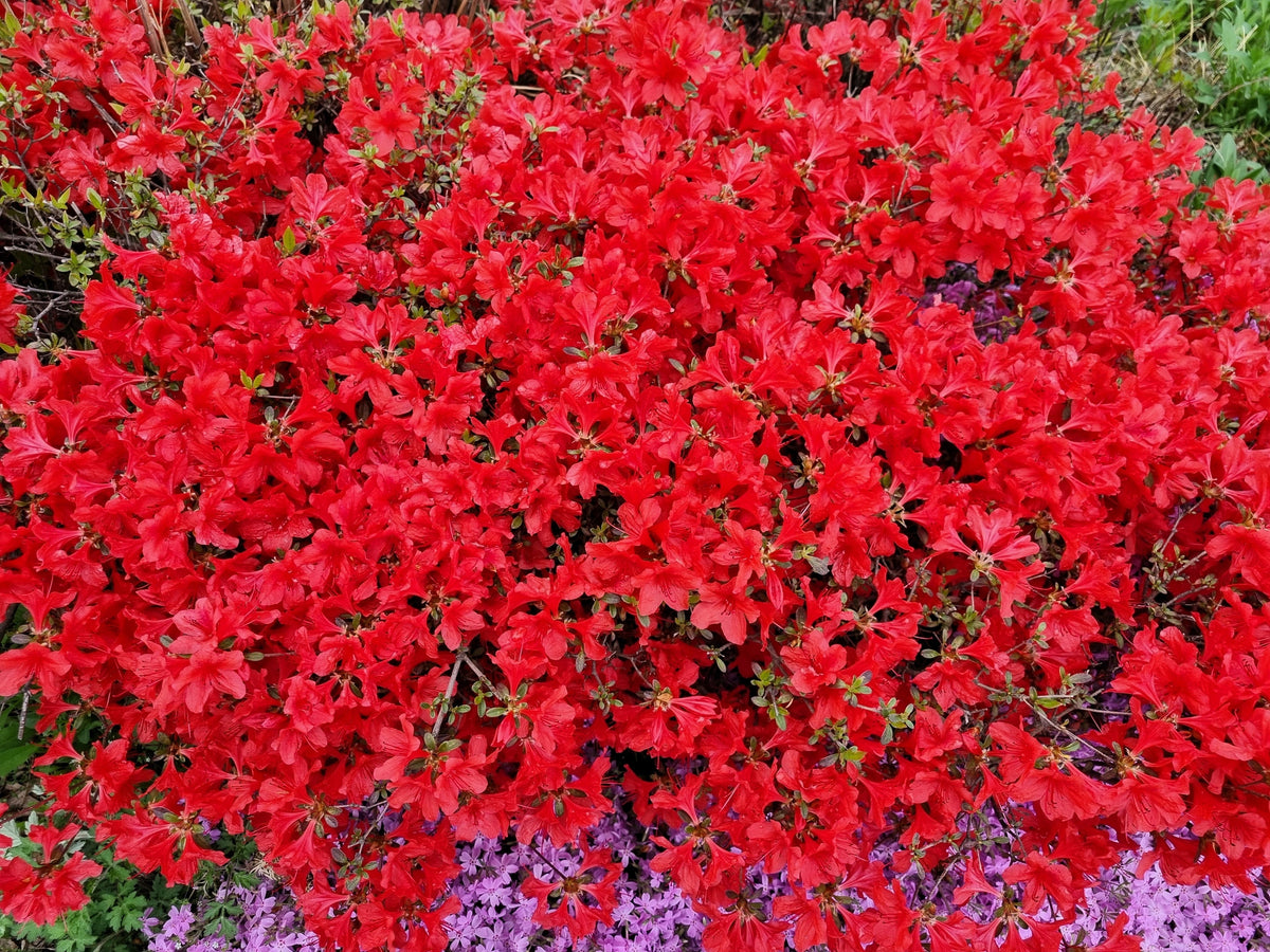 10 RED CUMBERLAND AZALEA Rhododendron Cumberlandense Bush Shrub Flower Seeds