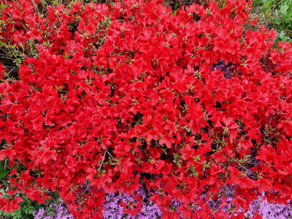 10 RED CUMBERLAND AZALEA Rhododendron Cumberlandense Bush Shrub Flower Seeds