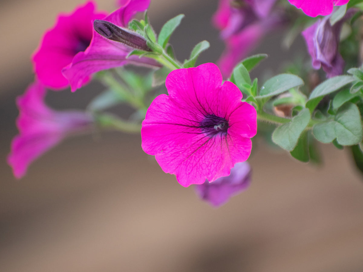 1000 SHANIN PETUNIA Integrifolia Violacea Pink Purple Wild Flower Seeds
