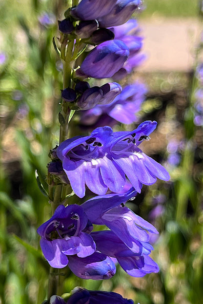 300 Blue ROCKY MOUNTAIN BEARDTONGUE Penstemon Strictus Flower Seeds