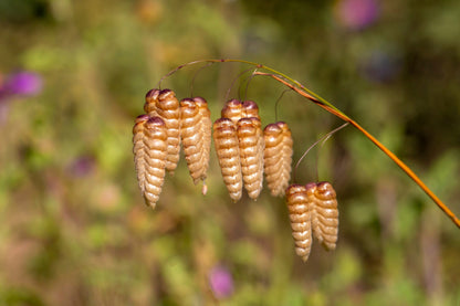 100 QUAKING GRASS (Rattlesnake Grass) Briza Maxima Seeds