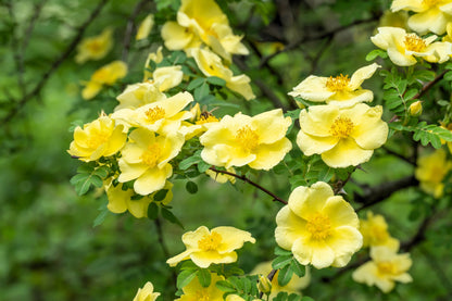 10 Golden Yellow FATHER HUGO ROSE Rosa Hugonis Flower Bush Shrub Seeds