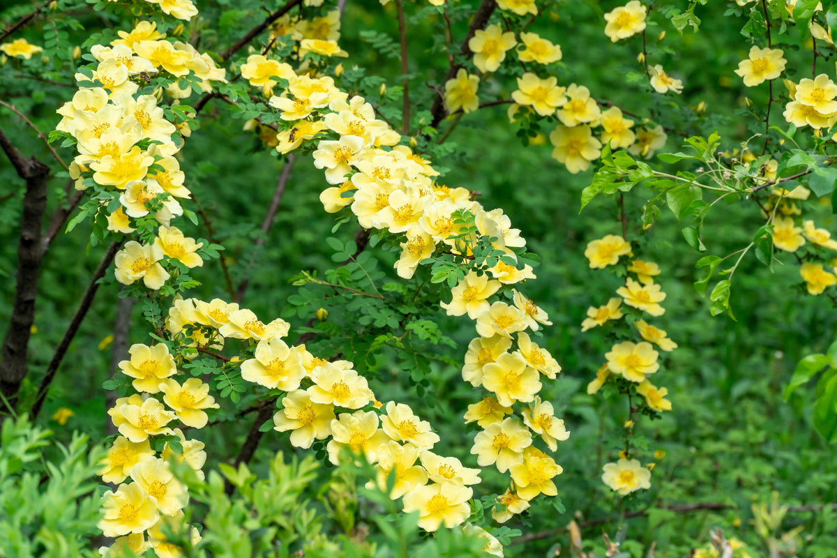 10 Golden Yellow FATHER HUGO ROSE Rosa Hugonis Flower Bush Shrub Seeds