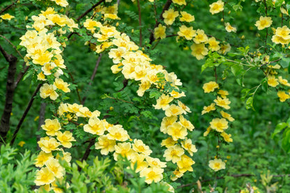10 Golden Yellow FATHER HUGO ROSE Rosa Hugonis Flower Bush Shrub Seeds