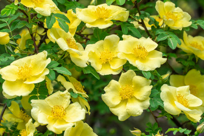 10 Golden Yellow FATHER HUGO ROSE Rosa Hugonis Flower Bush Shrub Seeds
