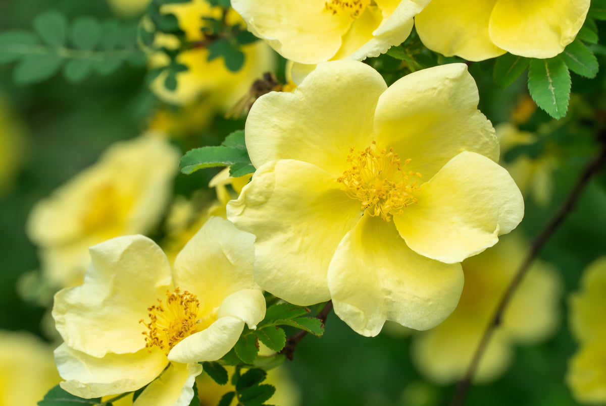 10 Golden Yellow FATHER HUGO ROSE Rosa Hugonis Flower Bush Shrub Seeds