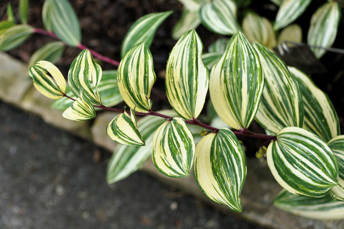 15 Variegated SOLOMONS SEAL Polygonatum Biflorum Canaliculatum Flower Seeds
