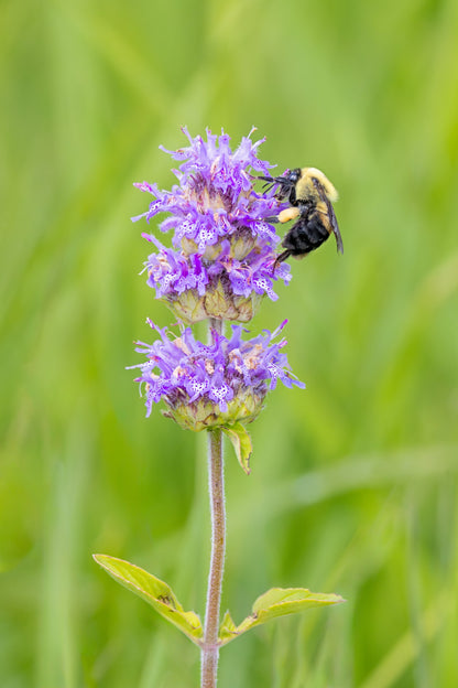 200 PURPLE WOOD MINT Blephilia Ciliata Downy Pagoda Horsemint Herb Flower Seeds
