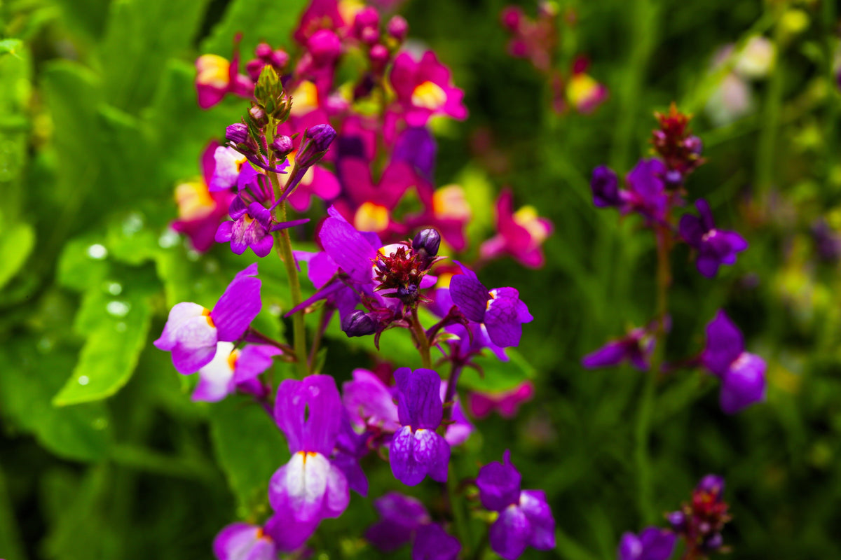 2000 Mixed MOROCCAN TOADFLAX / SNAPDRAGON Linaria Maroccana Flower Seeds