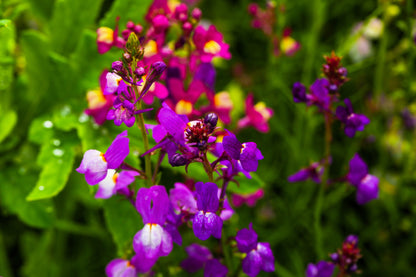 2000 Mixed MOROCCAN TOADFLAX / SNAPDRAGON Linaria Maroccana Flower Seeds