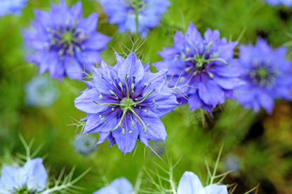 500 LOVE IN A MIST Miss Jekyll Blue ( Fennel Flower ) Nigella Damascena Flower Seeds