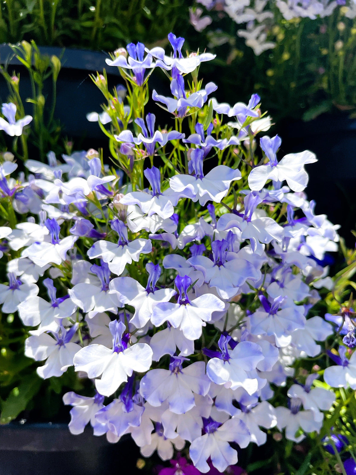 200 BLUE SPLASH LOBELIA Regatta Blue & White Erinus Flower Seeds