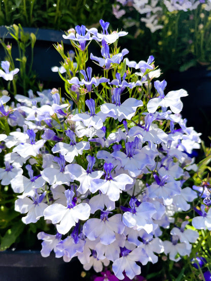 200 BLUE SPLASH LOBELIA Regatta Blue & White Erinus Flower Seeds