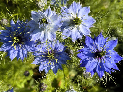 500 LOVE IN A MIST Miss Jekyll Blue ( Fennel Flower ) Nigella Damascena Flower Seeds