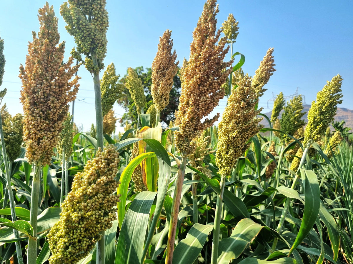50 TOP 76-6 SORGHUM Bicolor Syrup Flour Grain Vegetable Seeds