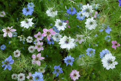 500 LOVE In A MIST PERSIAN Jewels Mixed Colors (Fennel Flower) Nigella Damascena Flower Seeds