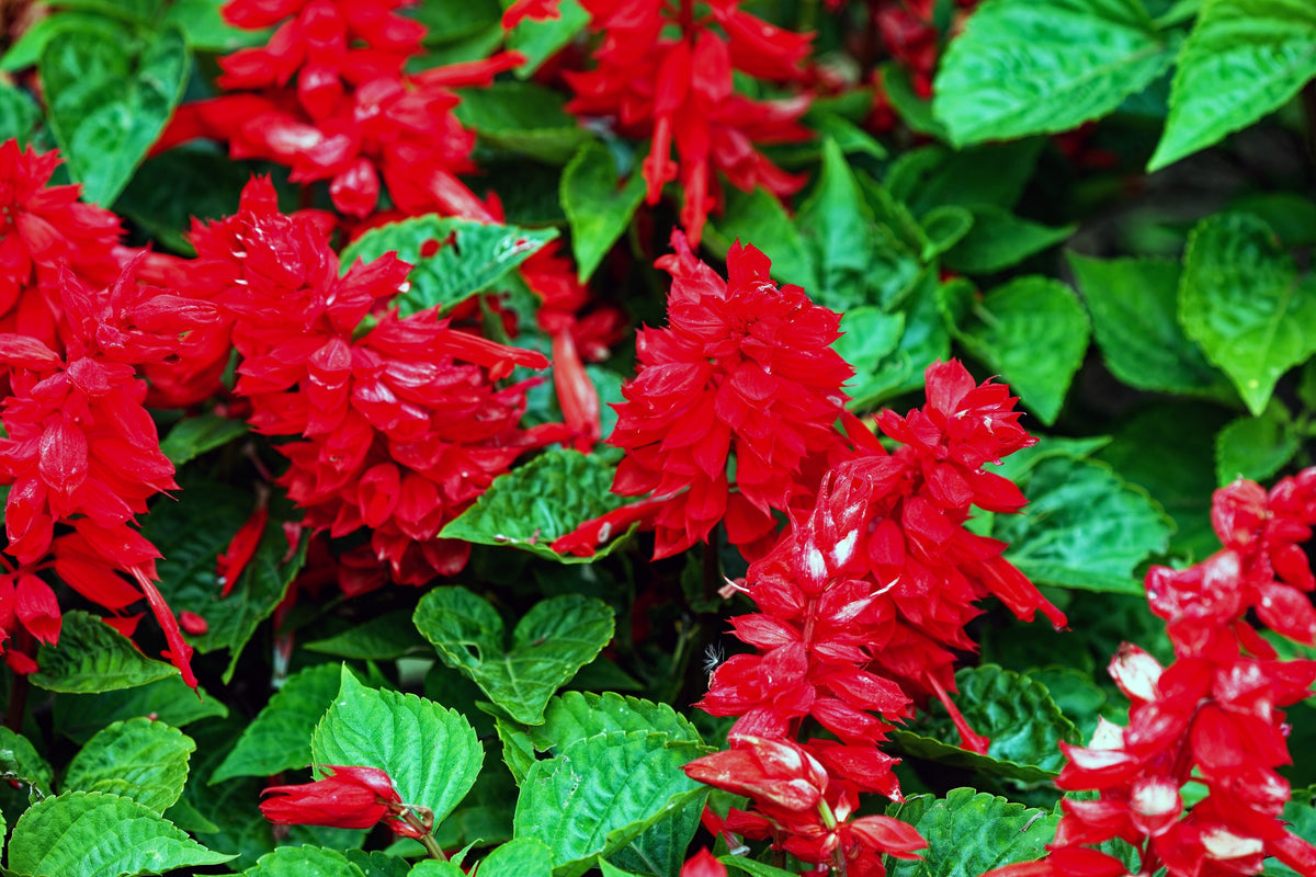 400 SCARLET SAGE (Lady-In-Red Salvia / Blood Sage / Red Texas Sage) Salvia Coccinea Flower Seeds