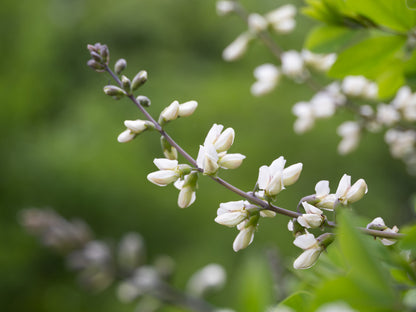 50 WHITE WILD INDIGO Baptisia Alba Usa Native Pollinator Flower Seeds