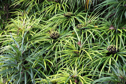 50 UMBRELLA PLANT CYPERUS Alternifolius Papyrus Grass Umbrella Palm Flower Seeds