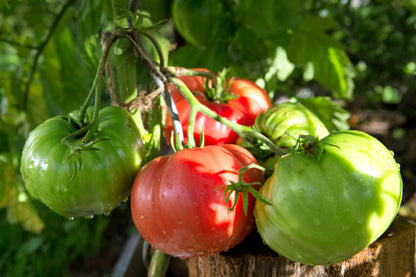 500 BEEFSTEAK TOMATO Lycopersicon Lycopersicum Fruit Vegetable Seeds