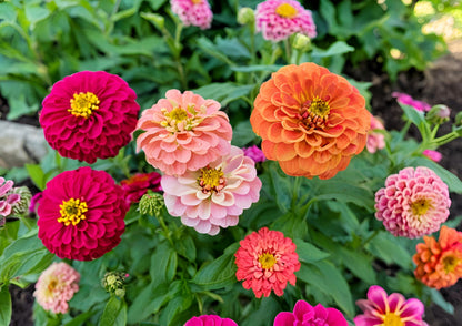 500 Mixed Colors CALIFORNIA GIANT ZINNIA Elegans Flower Seeds