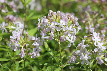 50 WHITE ROCK SOAPWORT Saponaria Vaccaria Alba Flower Seeds