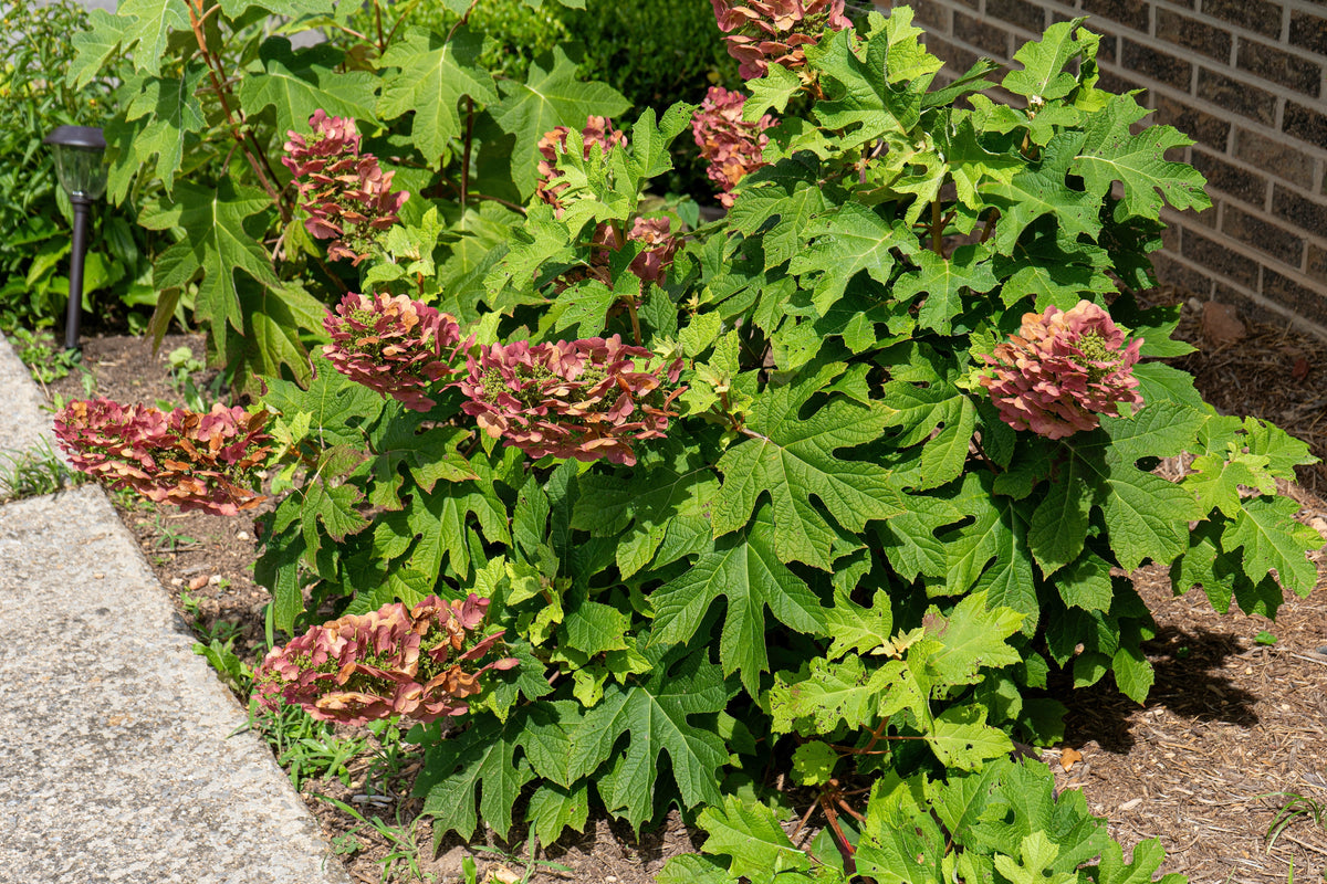 40 White OAK LEAF HYDRANGEA Quercifolia Shrub Flower Seeds