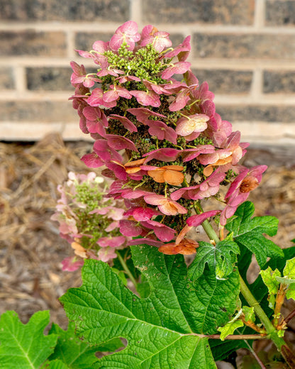 40 White OAK LEAF HYDRANGEA Quercifolia Shrub Flower Seeds