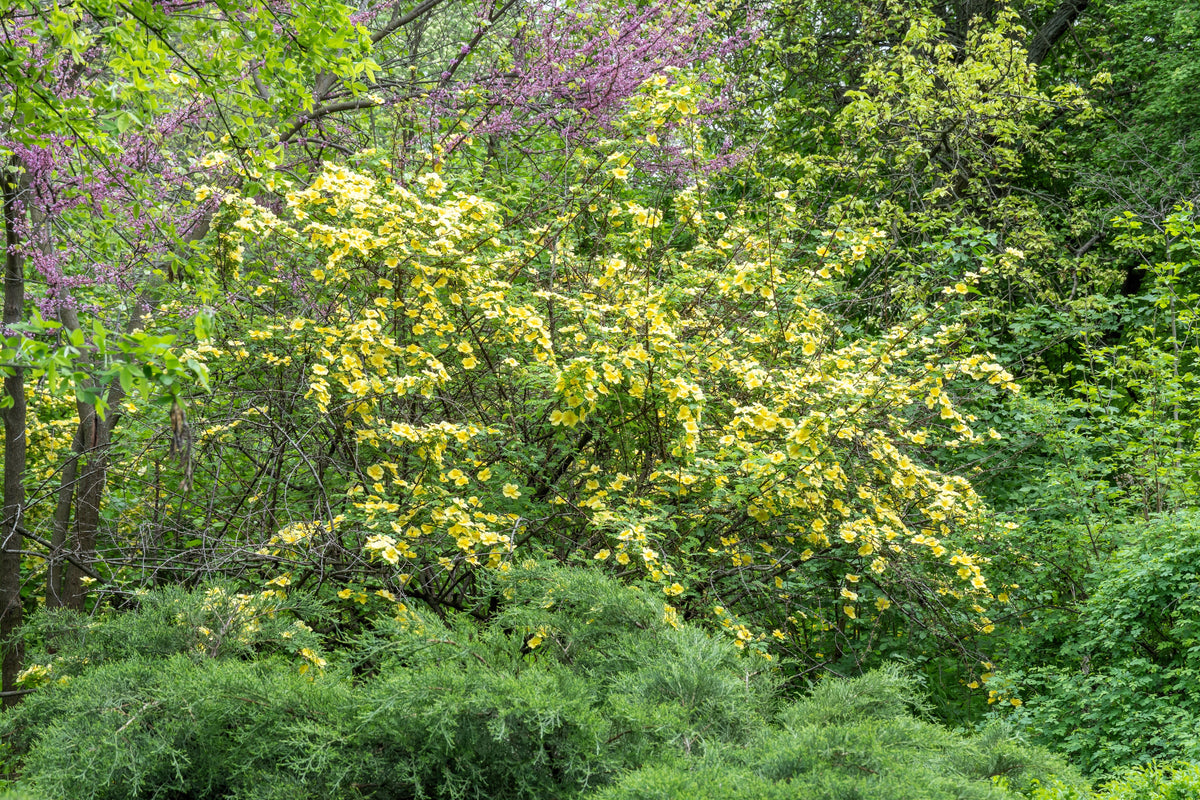 10 Golden Yellow FATHER HUGO ROSE Rosa Hugonis Flower Bush Shrub Seeds