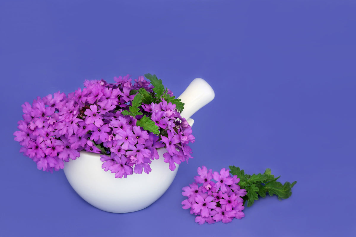 150 BUENOS AIRES VERBENA Brazilian Purple Bonariensis Patagonica Flower Seeds
