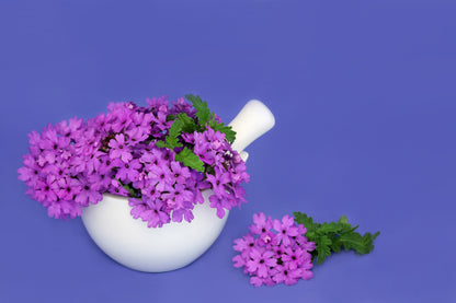 150 BUENOS AIRES VERBENA Brazilian Purple Bonariensis Patagonica Flower Seeds