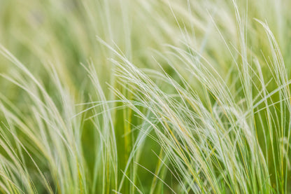 25 MEXICAN FEATHER GRASS Pony Tails Ornamental Stipa Tenuissima Nassella Seeds Wind Whisp
