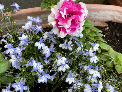 200 BLUE SPLASH LOBELIA Regatta Blue & White Erinus Flower Seeds