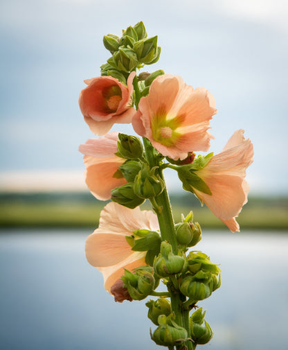 25 PEACH & BROWN HOLLYHOCK Alcea Rosea Flower Seeds Perennial