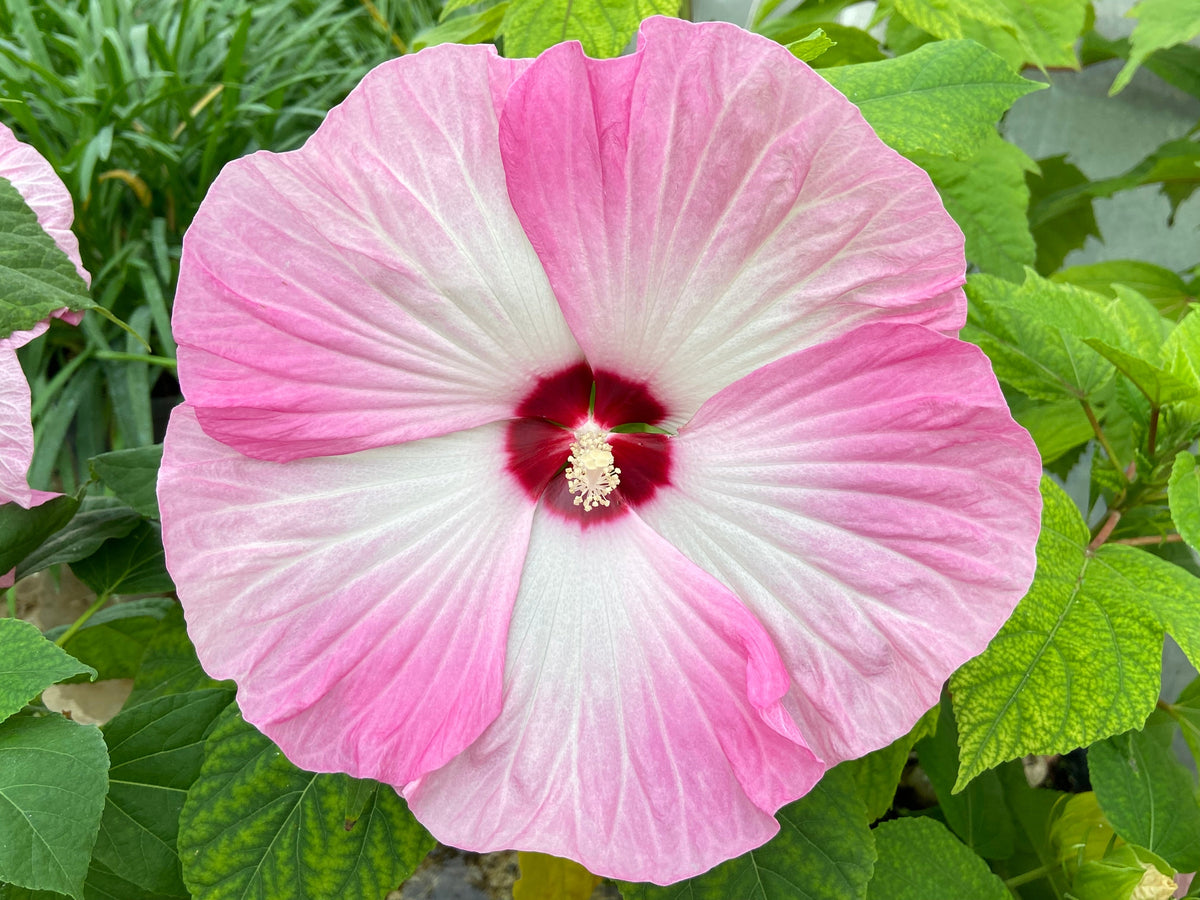 10 Luna PINK SWIRL Hardy HIBISCUS Moscheutos Flower Seeds