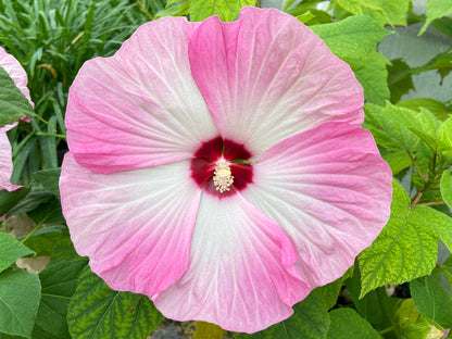 25 MIXED LUNA HIBISCUS Moscheutos Hardy Mixed Colors - Red, Hot Pink, Pink & White Swirl, and White Flower Seeds