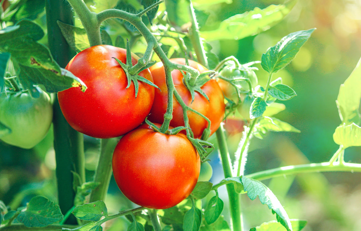 500 ACE 55 TOMATO Lycopersicon Lycopersicum Fruit Vegetable Seeds