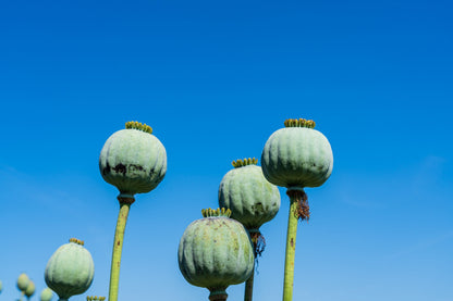 1000 POPPY " THE GIANT " Papaver Giganteum Pink & Purple Huge Pods Flower Seeds