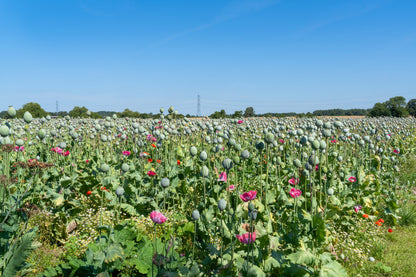 1000 POPPY " THE GIANT " Papaver Giganteum Pink & Purple Huge Pods Flower Seeds
