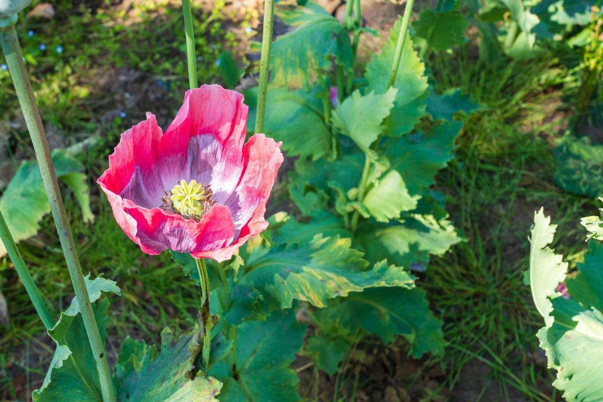 1000 POPPY " THE GIANT " Papaver Giganteum Pink & Purple Huge Pods Flower Seeds