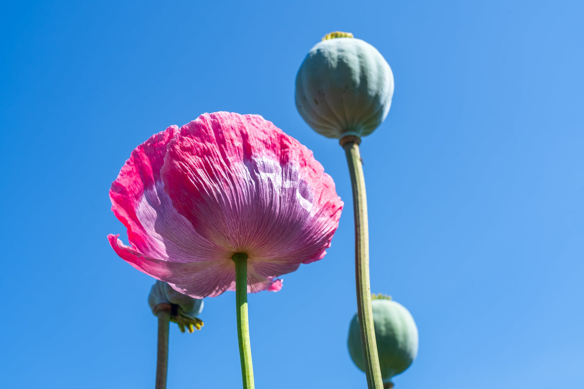 1000 POPPY " THE GIANT " Papaver Giganteum Pink & Purple Huge Pods Flower Seeds