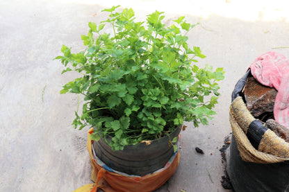2000 CUTTING LEAF CELERY Apium Graveolens Soup Vegetable Herb Seeds